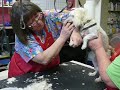 That's My Job: the life of a dog groomer.mov