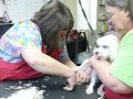 That's My Job: the life of a dog groomer.mov