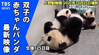 【最新映像】誕生以来初上野動物園パンダショット　双子の赤ちゃんパンダが頭そろって母パンダと同じ部屋に月日、日撮影