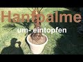 Hanfpalme eintopfen Hanfpalme einpflanzen Hanfpalme umtopfen Palme Trachycarpus fortunei