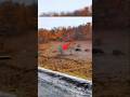 Охота на кабана 2026 | 4 выстрела — 4 кабана | Точная и быстрая охота!#hunting #animals