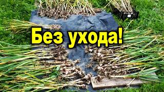 видео: Стабильный урожай чеснока без ухода и подкормок, и даже без прополки и полива. картинка: Стабильный урожай чеснока без ухода и подкормок, и даже без прополки и полива.