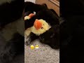 Baby Nova is so tiny! #viral #video #shorts #short #viralvideos #subscribe #puppy #fyp #subscribe