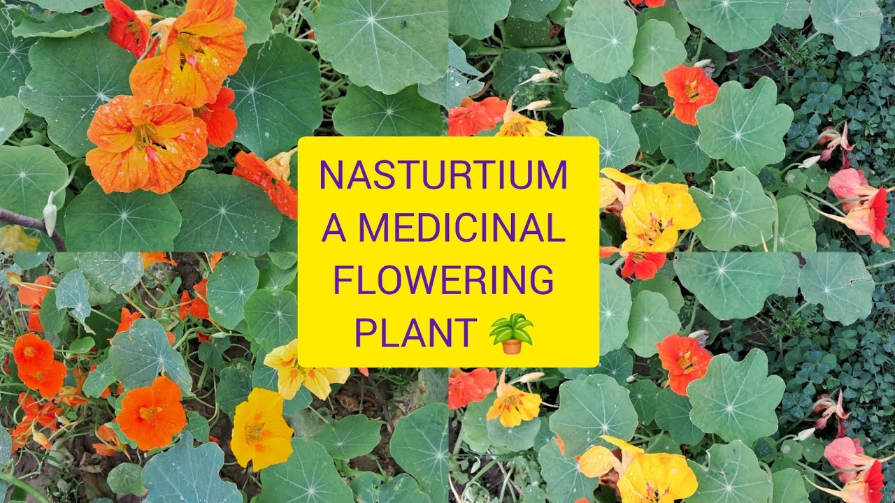 How to grow medicinal flowering plant Nasturtium with care tips||# ...