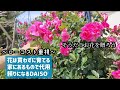 【ほぼタダ】庭の花だけのフラワーギフト🎁/センスなし🔰でもなんとかなる!