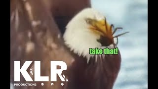 Crab Fights Bald Eagle