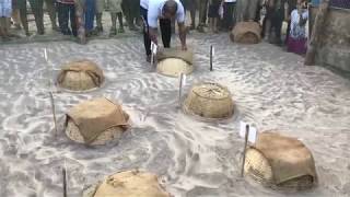 कासव महोत्सव | Turtle Festival | Expecting Olive Ridley turtles? WATCH THIS FIRST