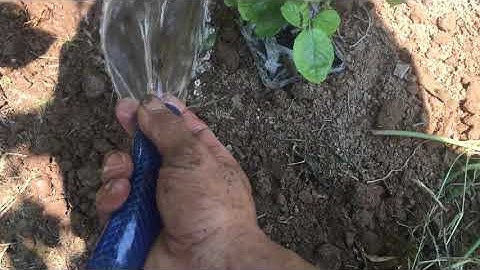 Cách tưới nước cho cây mới trồng #vuonhongthoigian #tuoinuoc #hoahong