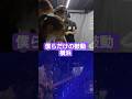 僕らだけの鼓動 横浜 #水瀬いのり