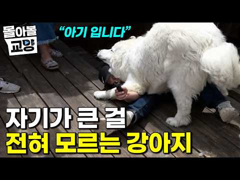 "50키로 아기" 자신이 커버린걸 전혀 모르는 초대형 그레이트피레니즈  #세상에 나쁜 개는 없다 #몰아볼교양