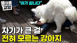 멈머이 dog 표지 4