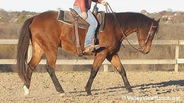 Hez Radically Sheik***For info, price, etc., go to our website: ValleyViewRanch.net***