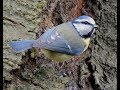 Mésange bleue la toilette