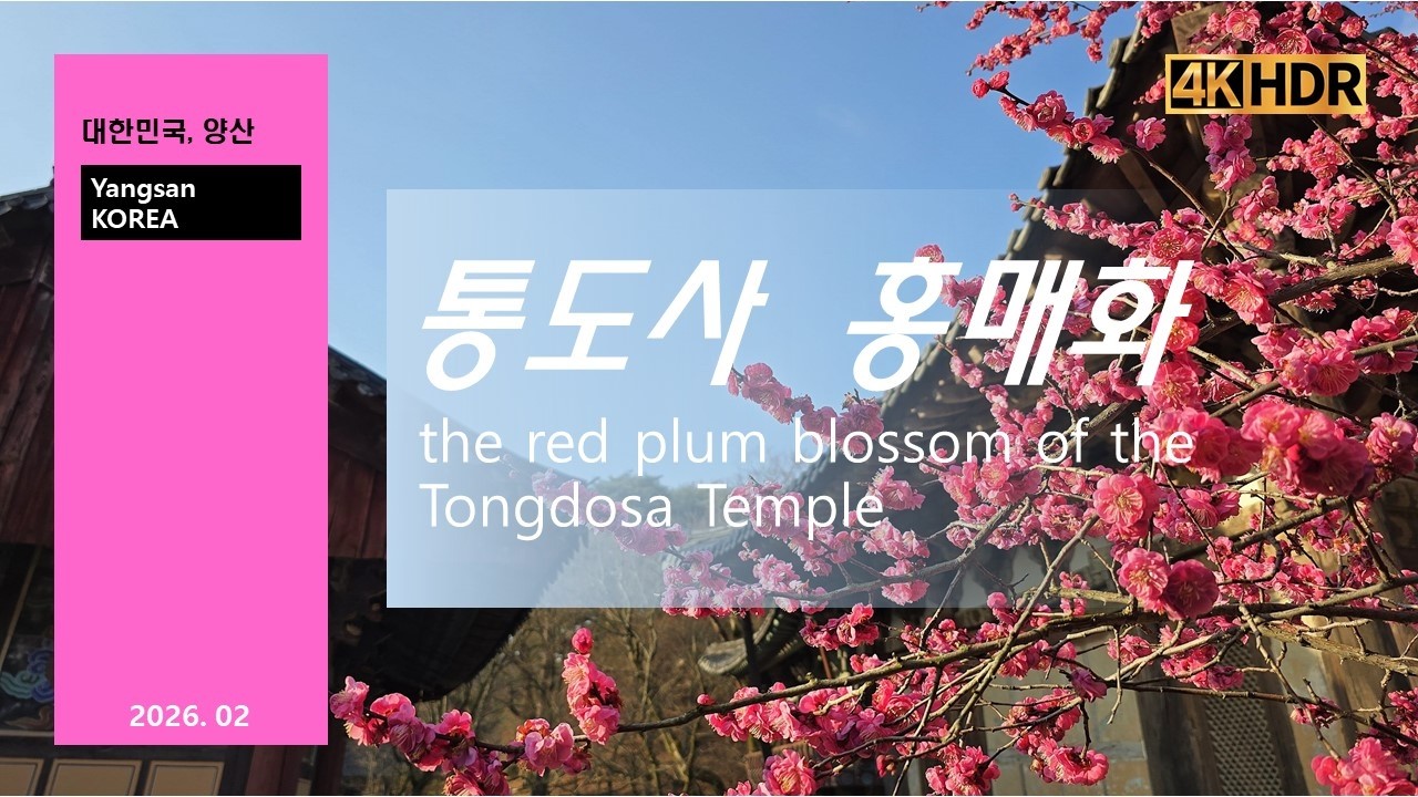 통도사 홍매화_하늘에서본양산_Yangsan South Korea