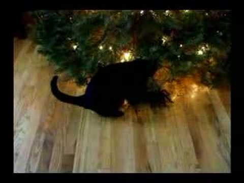 Tarantula vs. Cat!