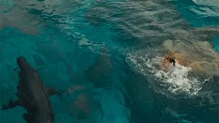 Отмель (The Shallows,2016) - первый трейлер Отмель (The Shallows,2016) - первый трейлер