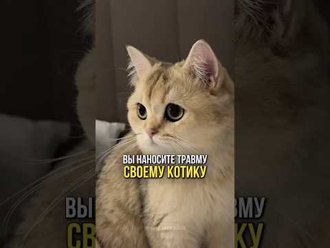 Вы наносите травму своему котику, если делаете это😿🐾