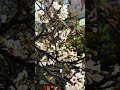 Sakura #sakuraschoolsimulator #sakura #tokyo #japan sakura
