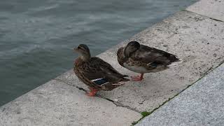 Ducks Canard Patos 8K