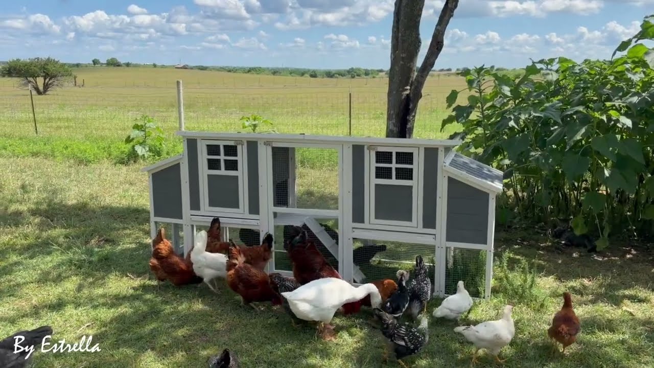YODOLLA 98'' Extra Large Chicken Coop with Run | Outdoor Wooden