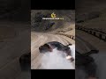 Сравнение физики дрифта в Forza Horizon 5 и Forza Horizon 6