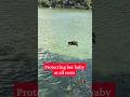 Mother monkey risks her life for her baby