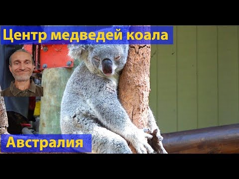 Центр медведей коала. (видео 250)