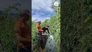 inilah tips agar tomat sehat dan berbuah lebat❗❗❗ #shorts #petani #tomat #pertanian