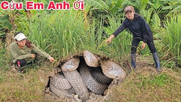 Cuộc Gọi Khẩn Cấp Của Bác Nông Dân Phát Hiện 4 Con Rắn Hổ Mang Đang Săn Mồi Ngoài Cánh Đồng