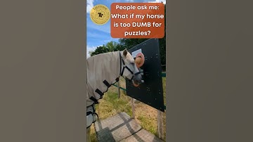 Equithink - But what if my horse is too dumb for puzzles? #equithink #enrichmentforhorses #horsetoys