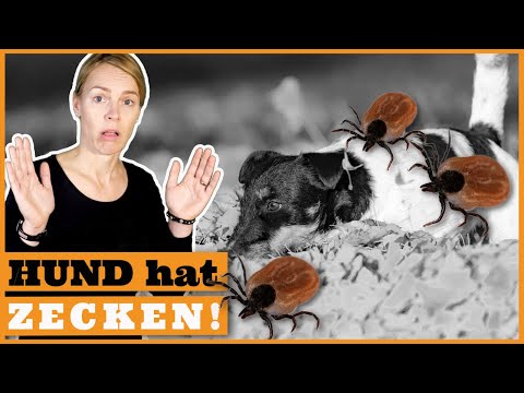 Video: Ziehen Sie Rotwild-Zecken auf Hunden ein?
