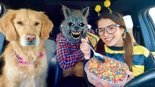 Wolf Surprises Puppy &amp; Bee with Car Ride Chase!