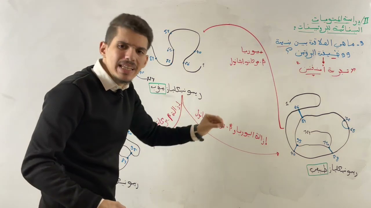 العلاقة بين بنية ووظيفة البروتين الجزء 3