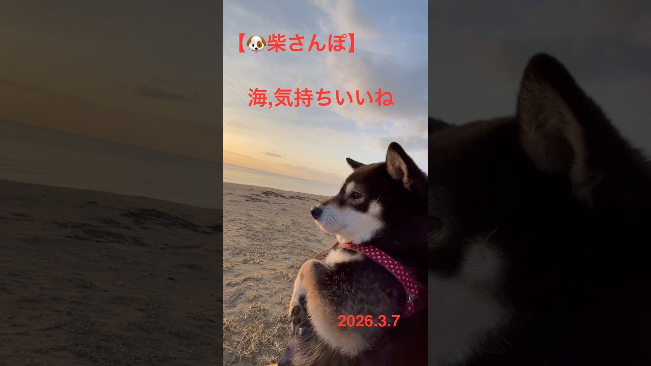 【海は気持ちいいね】🐶【柴さんぽ】（26.3.7）【しあわせを知った柴犬のお話し】