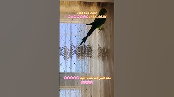 تلاوه عطره بالذكر الكريم #اكسبلور #المصحف #cutebird #foryou #birds