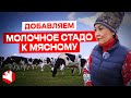 Мясной и молочный крс на одной ферме | Животноводство