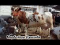 НАРХИ ГОВИ ШИРТЕ ГУСАЛАДОР МОЛБОЗОРИ ДУШАНБЕ  и 15 сентября 2021 г.