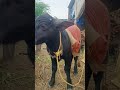 pandu🦬 #ytshorts #animals #new #trendingnow #shortsviral #pandu #farmer #viral #viralhits #