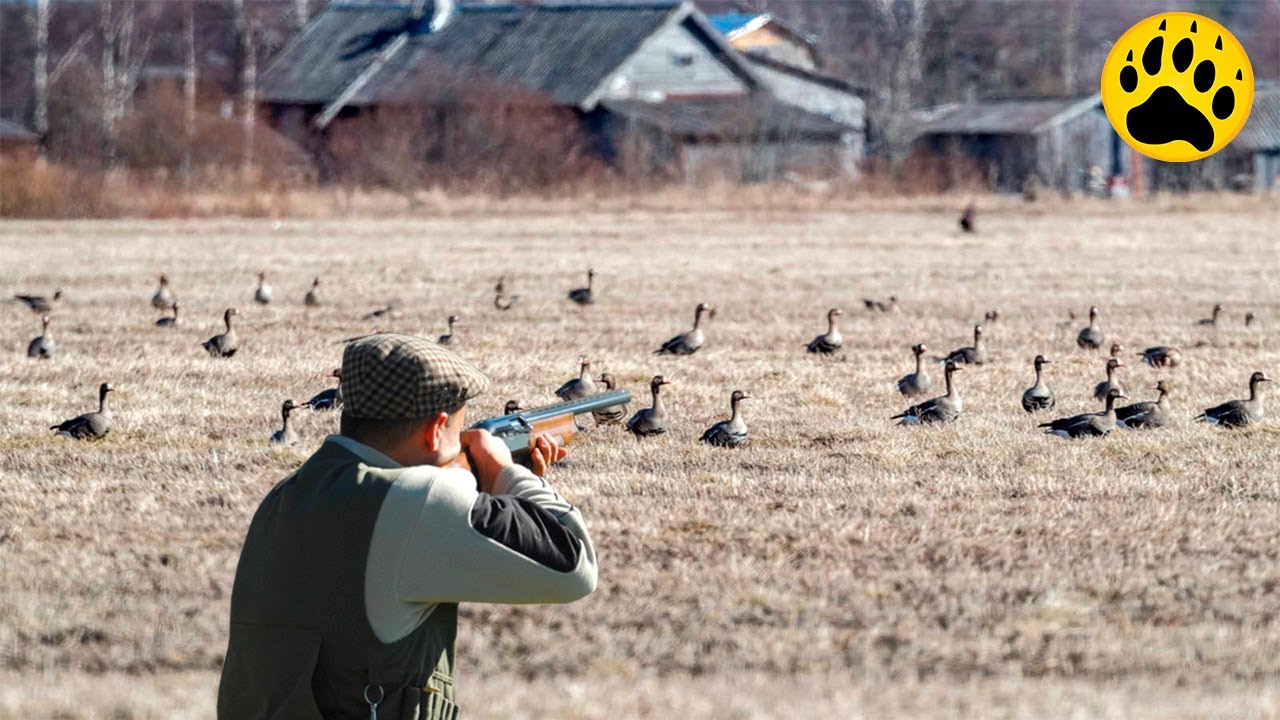 Охота на гуся с мелкашкой - YouTube