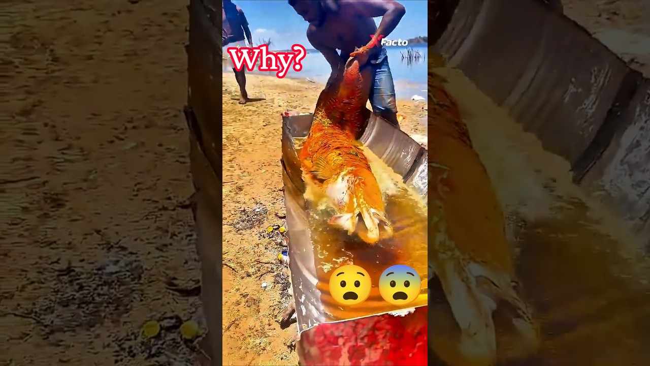 😲The Bulletproof Arapaima Monster Fish #shorts #shortsfeed #tamil #news #facts #fishing #animals