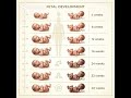 Fetal development week by week 🥰😍. #babydevelopment #fetaldevelopment #fetal #viral