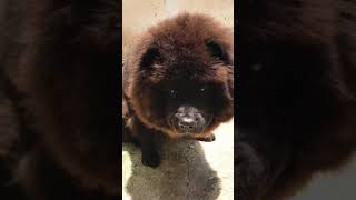 Chow chow black ?☺️
