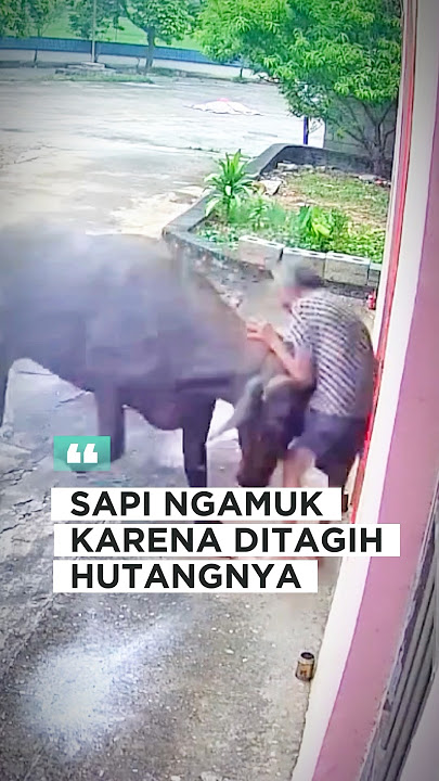 Sapi ngamuk gara-gara ditagih hutang nya 🤣 #SapiNgamuk #Cow #ShortsLucu