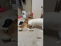 犬の雑学‼️ワンコは上下関係や相手の体調を確認するために時々こういう事をします‼️#赤柴さん,何を言われたの?😆#本当は目が痒かっただけ?#柴犬#多頭飼い#shibainu#dog