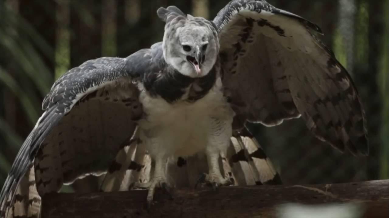 Южноамериканская гарпия птица. Орел гарпия. Гарпия размах крыльев. Орлица гарпия. Гарпия москва.