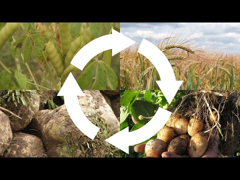 Video: Potřebuje česnek střídání plodin?