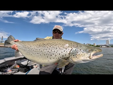 Jigging Big Brown Trout and Salmon Unconventional Fishing