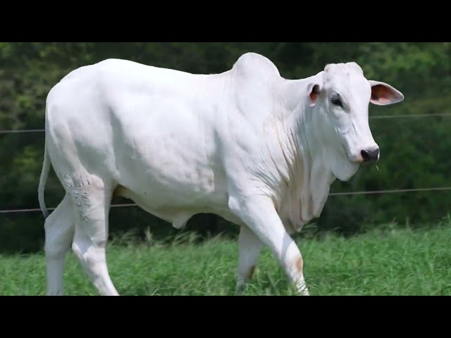 Lote 21   Leilão Virtual Super Nelore 3 Edicao