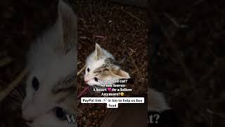 Was I a bad cat? #subscribe #shorts #subscribenow #subscribers #trend #usa #cat #viral #1million #uk
