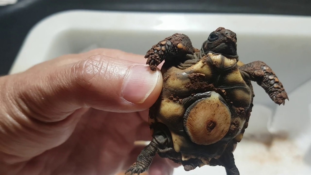 EVOLUÇÃO DOS FILHOTES DE JABUTI | DIMINUIÇÃO DO VITELO